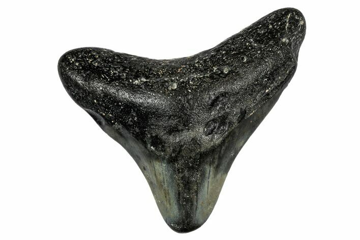 Juvenile Megalodon Tooth - North Carolina #338508
